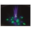 00096231 - FONTANA LED RGB A BATTERIA RICARICABILE PER PISCIN